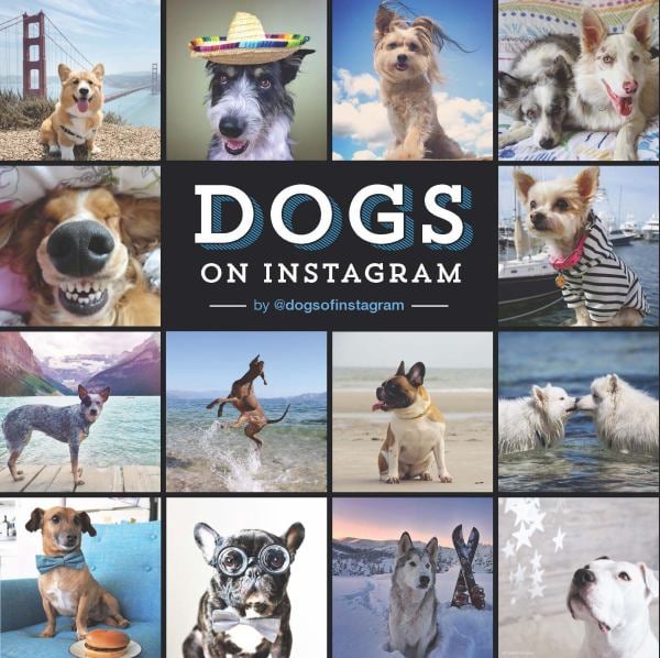 Dogs on Instagram