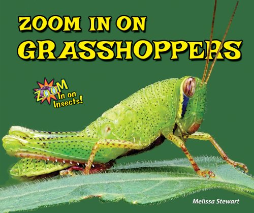 Zoom In on Grasshoppers (Zoom In on Insects!)