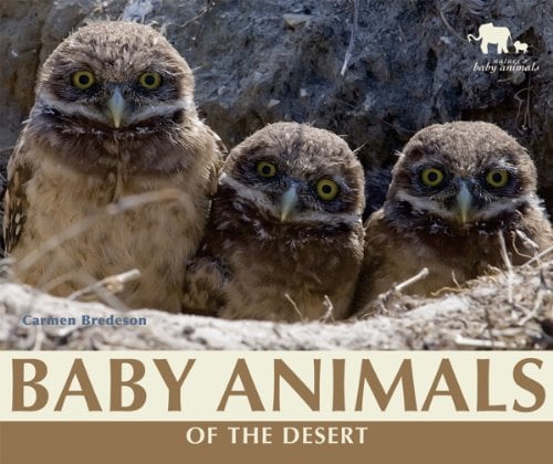 Baby Animals of the Desert (Nature's Baby Animals)