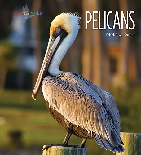 Pelicans (Living Wild)