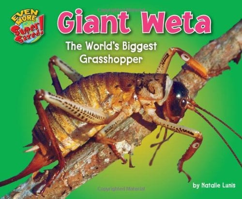 Giant Weta: The World’s Biggest Grasshopper (Even More Supersized!)