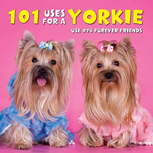 101 Uses For a Yorkie
