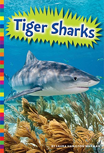 Tiger Sharks (Sharks)