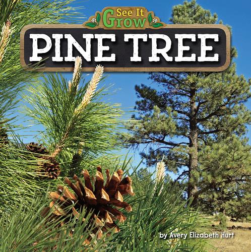Pine Tree (See It Grow)